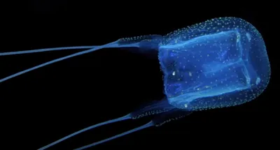 Медуза ируканджи. 5 интересных фактов про одно их самых опасных существ на  планете | Популярная наука | Дзен