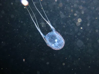 Составлен список самых опасных медуз