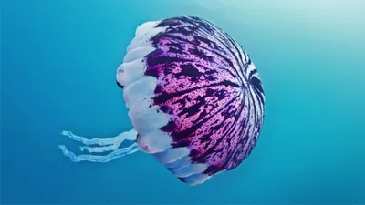 Наука - Маленькая и опасная Медуза ируканджи размером не... | Facebook