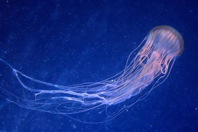 Медуза ируканджи — ядовитое морское существо | Мур ТВ
