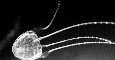 В Австралии смертельно опасные медузы атакуют людей — Мир