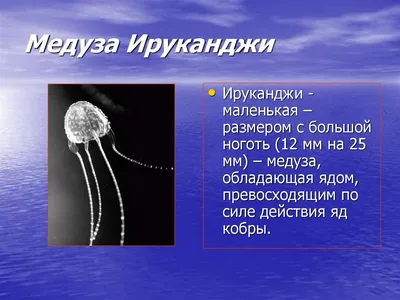 Сверхъядовитые медузы ужалили ребенка и взрослого в Австралии -  Рамблер/путешествия