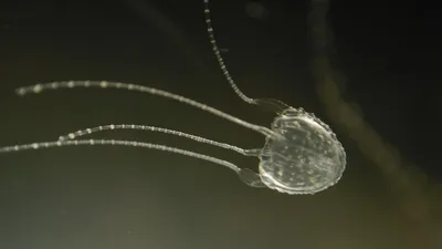Маленькие медузы - какую опасность представляют для человека | JivoMir.ru |  Дзен