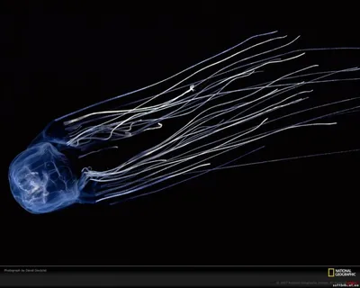 Ужас в глубине: самые опасные медузы, которых лучше никогда не встречать -  РИА Новости, 13.10.2018