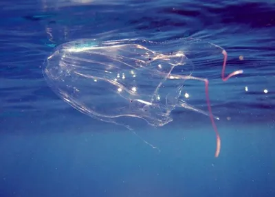 На одном из городских пляжей Сиднея обнаружили новый вид ядовитых медуз -  Наука - ТАСС