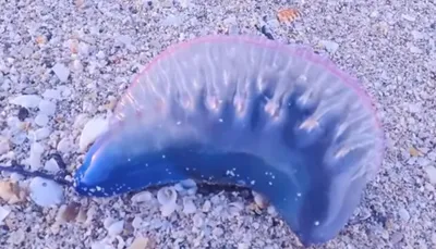 Ядовитые медузы атакуют берега Австралии - NEWS.ru — 08.01.19