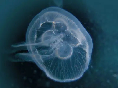 Медузы. Какие они бывают и чем опасны? | Животные | ШколаЖизни.ру