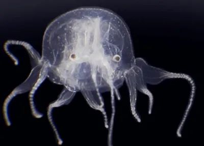 Обжигающая красота: почему медузы совсем не так просты, как кажется |  Вокруг Света