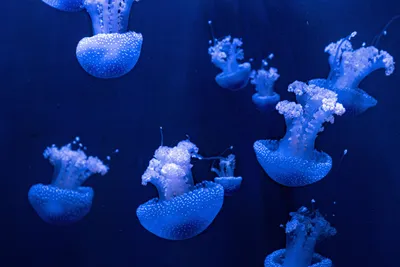 Солнцезащитный крем защитит от укусов медуз