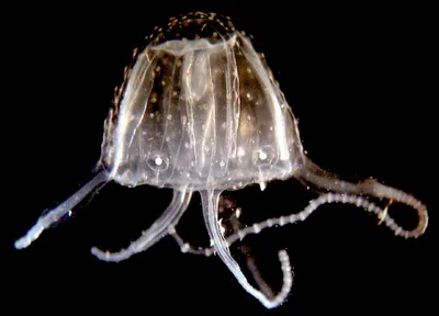 Ируканджи: Случайный контакт. Крошечная медуза в 2 см смертельно ядовита,  но укус почти не болит | Пикабу