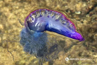 Почему эту медузу прозвали рукой смерти и как от неё спасают обычные  колготки? | Пикабу