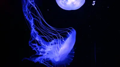На востоке Австралии появилось огромное количество медуз, включая  смертельно ядовитых. В новом году уже трое пострадавших