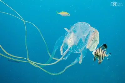 Медуза аурелия — Aurelia aurita (ушастая медуза). Фото, строение медузы