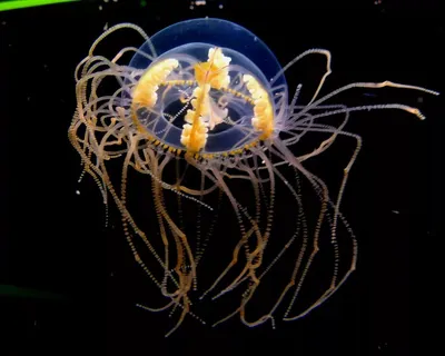 Oxu.az - Ядовитые медузы атаковали австралийцев