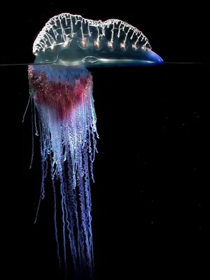 Португальский кораблик: Страх туриста №1. Всё что нужно знать о ядовитой  морской медузе | Пикабу