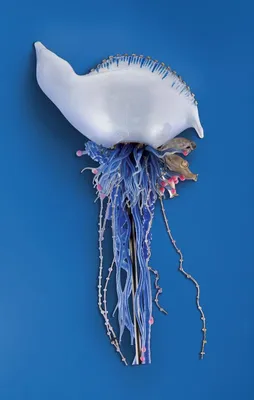 Португальский кораблик: Страх туриста №1. Всё что нужно знать о ядовитой  морской медузе | Пикабу