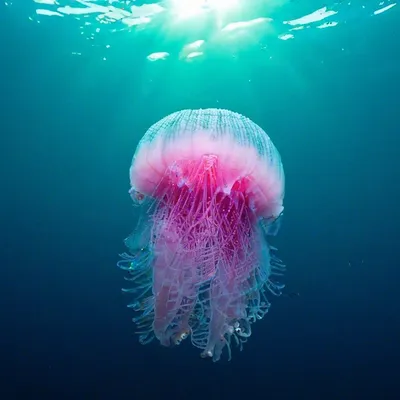 Dirty.ru - Физалия, или португальский военный кораблик. Несмотря на свою  внешность, физалия не медуза, это даже не одно животное, а  структурированная колония, состоящая из множества специализированных особей  (каждая из которых не может