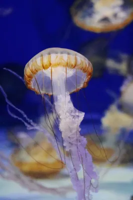 2. Медуза португальский кораблик, Австралия. | Underwater photos,  Underwater photography, Underwater world