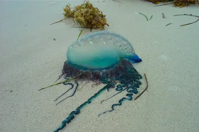 Медуза кораблик» — создано в Шедевруме