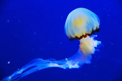 Какая самая опасная медуза в мире