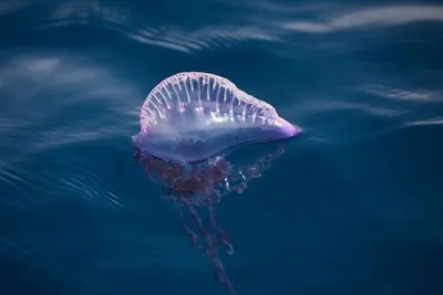 Название в энциклопедии: медуза …» — создано в Шедевруме