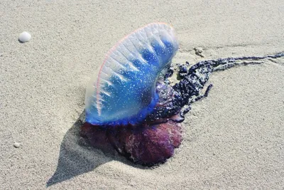 Необычная и единственная в своем роде медуза-парусник