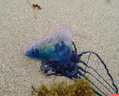 Португальский кораблик или как нашествие медуз закрыло пляжи в Таиланде |  Животный магнитизм | Дзен