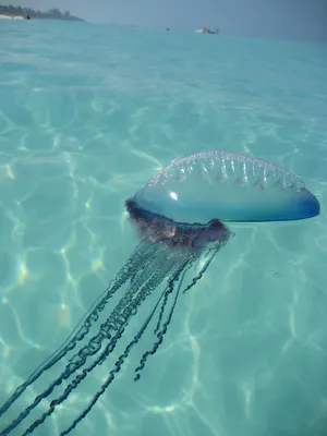 Португальский кораблик: Страх туриста №1. Всё что нужно знать о ядовитой  морской медузе