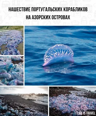 Медуза-яичница — Природа Аликанте