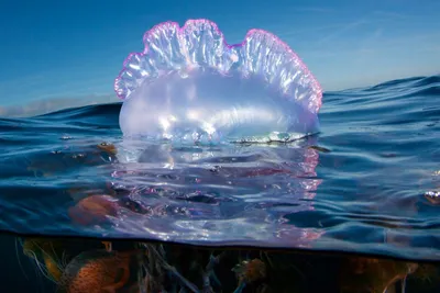 Португальский кораблик или как нашествие медуз закрыло пляжи в Таиланде |  Животный магнитизм | Дзен