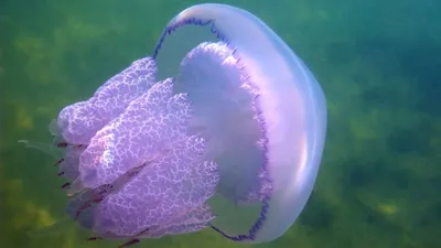 Медуза корнерот фото