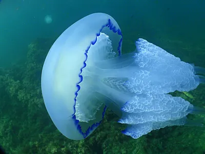 Опасные медузы Черного моря | Анапа Сити | Дзен