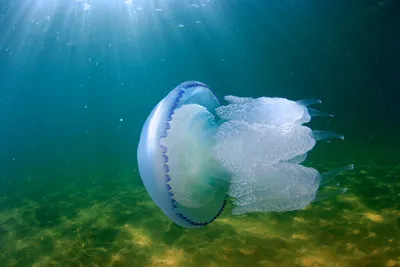 Пятнистая медуза-корнерот im Zoo Rostock erleben