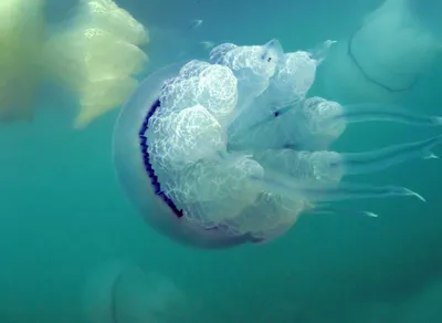 Медуза корнерот. Фотограф Никифоров Егор
