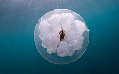 Медуза-корнерот с сюрпризом — Фото №1348493