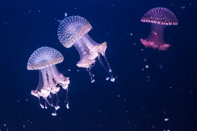 У британских берегов сфотографировали гигантскую медузу размером с человека  (фото) | УНИАН