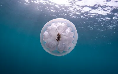 Медуза. медуза корнерот, полный …» — создано в Шедевруме