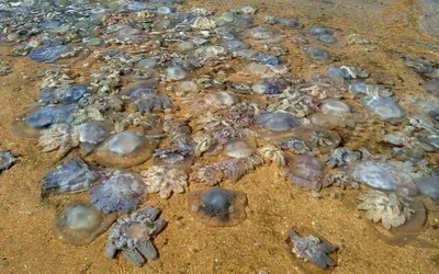 Rhizostoma Pulmo | Морские существа, Океанская жизнь, Медуза