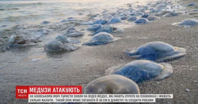 Одесские пляжи заполонили медузы-корнероты: гидробиологи говорят, это из-за  холодной воды | Новости Одессы