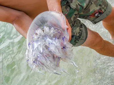 Опасные медузы-корнероты атаковали побережье Азовского моря - Южные дела