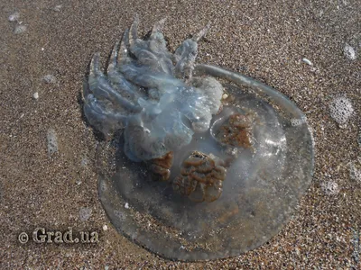 Эксперты дали советы, как обезопасить себя от медуз в Азовском море — РБК
