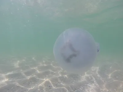 Видео — Ядовитая медуза Корнерот появилась в Азовском море — Страница видео