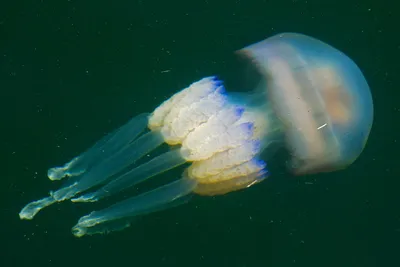 На курорте Запорожской области появились ядовитые медузы Корнерот (Видео) |  Суббота ПЛЮС