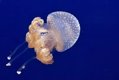 Азовское море заполонили черноморские медузы и портят отдых туристам в ДНР