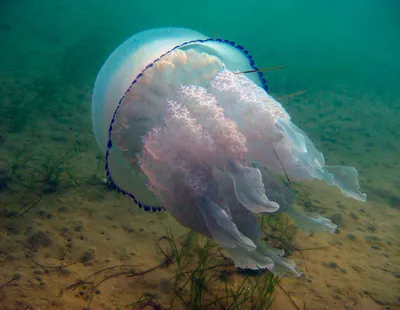 Медуза корнерот (Черное море). Фотограф Никифоров Егор