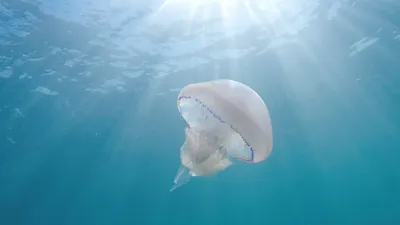 Медузы на Черном море — GrandAsteri