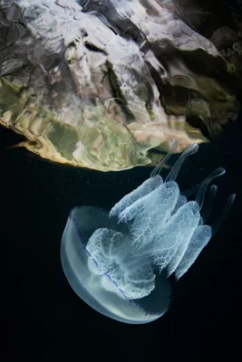 Медузы в Черном море: Красота или опасность? Разбираемся с аурелией,  корнерот и мнемиопсис | Ваш гид по Крыму | Дзен