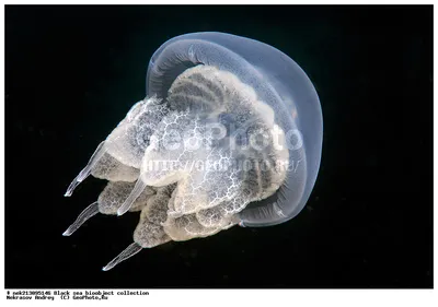 Rhizostoma pulmo Медуза корнерот на чёрном море - YouTube