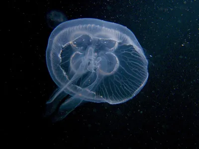 Медуза корнерот | Вот такие чудища плавали рядом с нами в Че… | Flickr