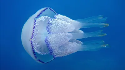 медуза Корнерот - YouTube